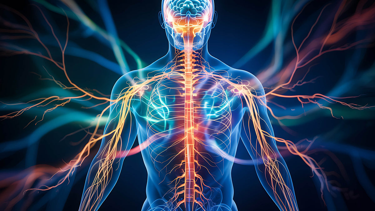 Scientific illustration of the human body
